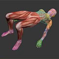 Human Organ Muscle Anatomy 3D Model Showing Detailed Muscular Structure In Lying Position