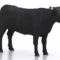 Black Cow With Horns Standing On White Background In Full View