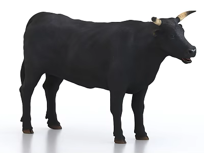 Black Cow With Horns Standing On White Background In Full View 3d model