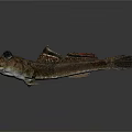 Unique Fish With Large Eyes Brown Yellow Body And Distinct Fins On Gray Background