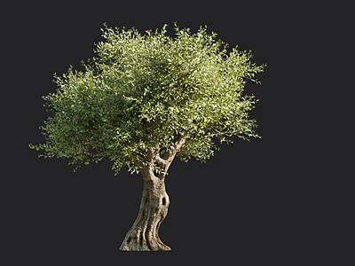 Lush Green Foliage On Twisted Thick Trunk Tree Isolated On Black Background 3d model