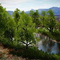 Trees Forest Scenes Trees Shrubs Big Trees Green Plant Trunks 3d model
