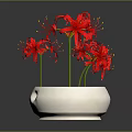 Blooming Red Spider Lilies in White Ceramic Pot with Purple Sand Soil