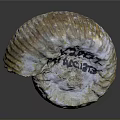 Carved Shell Shaped Sculpture With Engraved Text K30177 PRIMROSE And Textured Surface