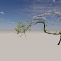 Tall Deciduous Tree With Curved Branches Fresh Green Leaves And Natural Shadow