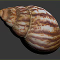 Hand Carved Conch Shell Sculpture with Orange and White Stripes on Black Background