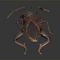 Unique Brown And Red Insect With Patterned Body And Long Detailed Legs
