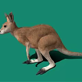 Kangaroo Plush Toy Decoration For Kids Room And Gift Options