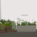 Potted Bonsai Plants In Wooden And Gray Containers With Various Green Plants Blue Flowers Ferns