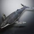 Realistic Blue Whale Model Displayed On Dark Background With Detailed Skin Texture Fins And Tail