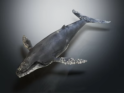 Realistic Blue Whale Model Displayed On Dark Background With Detailed Skin Texture Fins And Tail 3d model