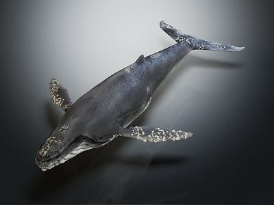 modern humpback whale gray whale 3d model