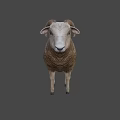 Realistic Game Movie Character Sheep With Curved Horns And Brown Wool