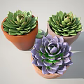 Succulent Potted Plants In Various Colored Terracotta Pots With Fresh Green Leaves