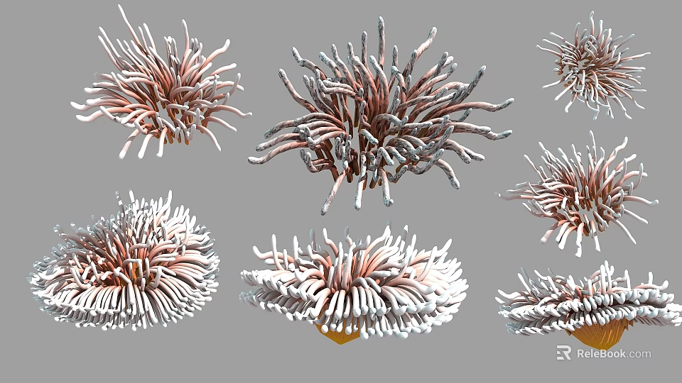Colorful Aquatic Plants With Pink And White Tentacles In Underwater Environment 3d model 