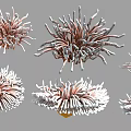 Colorful Aquatic Plants With Pink And White Tentacles In Underwater Environment