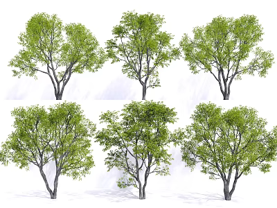 Arbor With Lush Green Foliage And Slender Trunks Natural Growth Form Various Perspectives 3d model