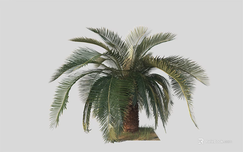Phoenix Palm Tree With Lush Green Fronds And Brown Trunk In Natural Setting 3d model 