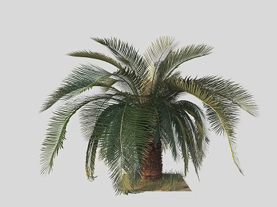 Phoenix Palm Tree With Lush Green Fronds And Brown Trunk In Natural Setting 3d model