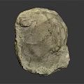 Ancient Marine Animal Fossil With Detailed Shell Structure On Dark Background