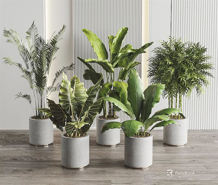 Various Tropical Potted Plants with Large Green Leaves in Gray Concrete Pots for Modern Interior 3d model 