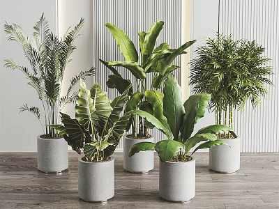 Various Tropical Potted Plants with Large Green Leaves in Gray Concrete Pots for Modern Interior 3d model