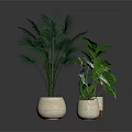 Plants With Lush Green Tropical Leaves In Light Colored Ceramic Planters For Indoor Home Decor