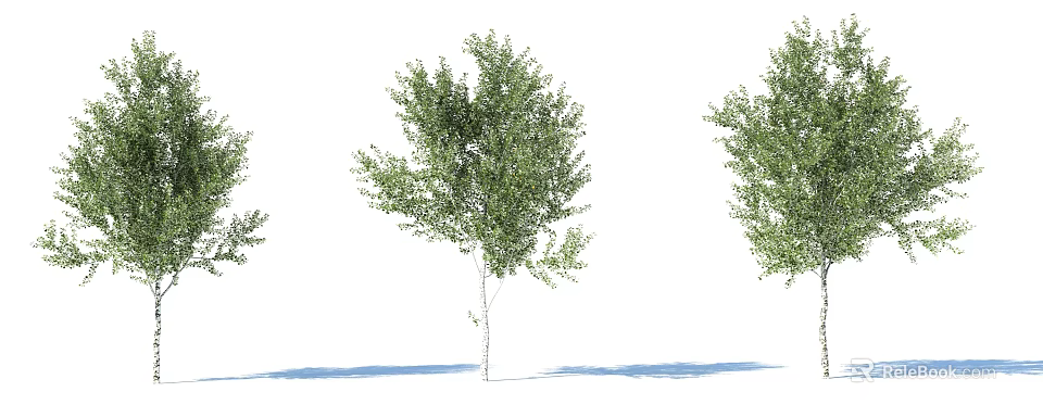 Green Arbor With White Trunk Dense Foliage And Shadows On White Background 3d model 