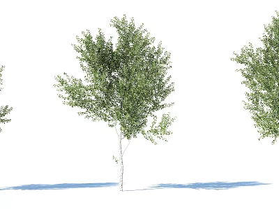 Green Arbor With White Trunk Dense Foliage And Shadows On White Background 3d model