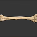Human Skeletal Bone Organ With Detailed Texture On White Background