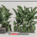 Large Leaf Indoor Potted Plants In Textured Pots For Modern Home Decor