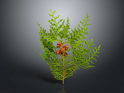 Feathery Green Leaf Plant with Small Red Berries on Brown Stem 3d model