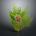 Feathery Green Leaf Plant with Small Red Berries on Brown Stem 3d model