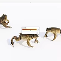 Three Reptiles In Natural Posture On White Surface With Detailed Skin Features