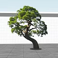 Lush Green Tree With Curved Trunk And Foliage Against White Wall And Gray Ground