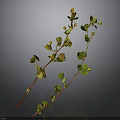Green Leaf Plant With Yellow Small Flowers And Red Stems On Dark Background