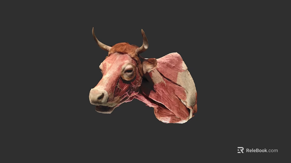 Cow Head Anatomical Model With Detailed Muscle Structure And Horns 3d model 