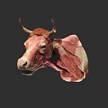 Cow Head Anatomical Model With Detailed Muscle Structure And Horns