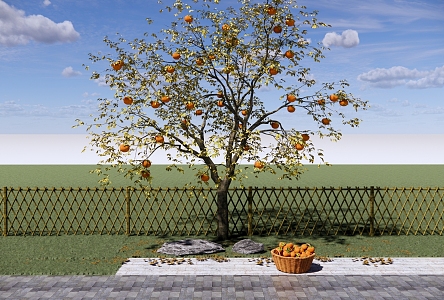 Garden Fruit Tree Orchard Persimmon Tree Landscape Tree Point View Tree Courtyard Landscape 3d model