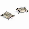 Two Reptile Turtles With Detailed Shell Patterns Crawling On White Background 3d model