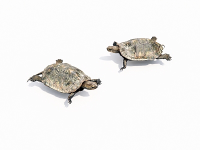 animal turtle 3d model