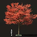 Tall Arbor Tree with Red Autumn Foliage Brown Trunk and Detailed Leaves Against Black Background