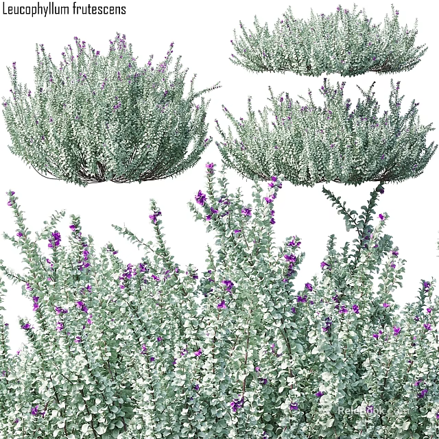 Green Leafy Plants With Purple Flowers Decorative Arrangement For Home Decor 3d model 
