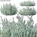 Green Leafy Plants With Purple Flowers Decorative Arrangement For Home Decor