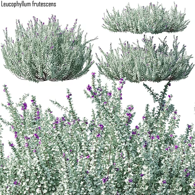 Green Leafy Plants With Purple Flowers Decorative Arrangement For Home Decor 3d model