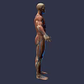 Game and Movie Character 3D Rendered Model with Human Anatomy Muscle and Internal Organ Details