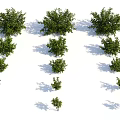 Well Trimmed Shrubs in Various Shapes with Lush Green Foliage for Garden Landscape Design