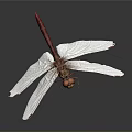 Close Up View Of Red Dragonfly With Transparent Wings And Orange Eyes