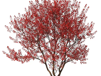 Vibrant Red Leaf Tree With Dense Foliage And Strong Wooden Trunk 3d model