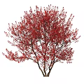 Vibrant Red Leaf Tree With Dense Foliage And Strong Wooden Trunk